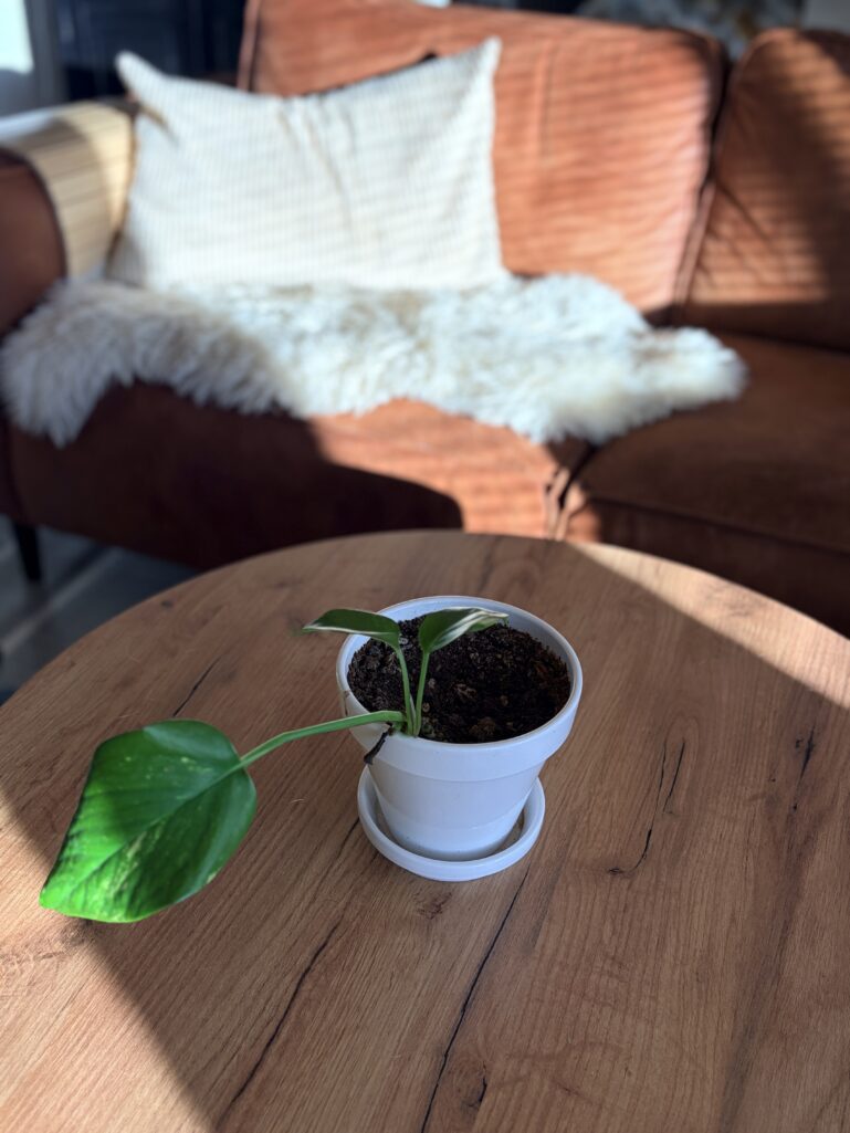 ajattomat lahjat arkeen – slow living lahja Louvenilta