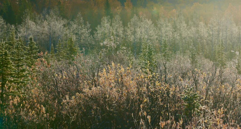 frosty forest in autumnal glow at sunrise