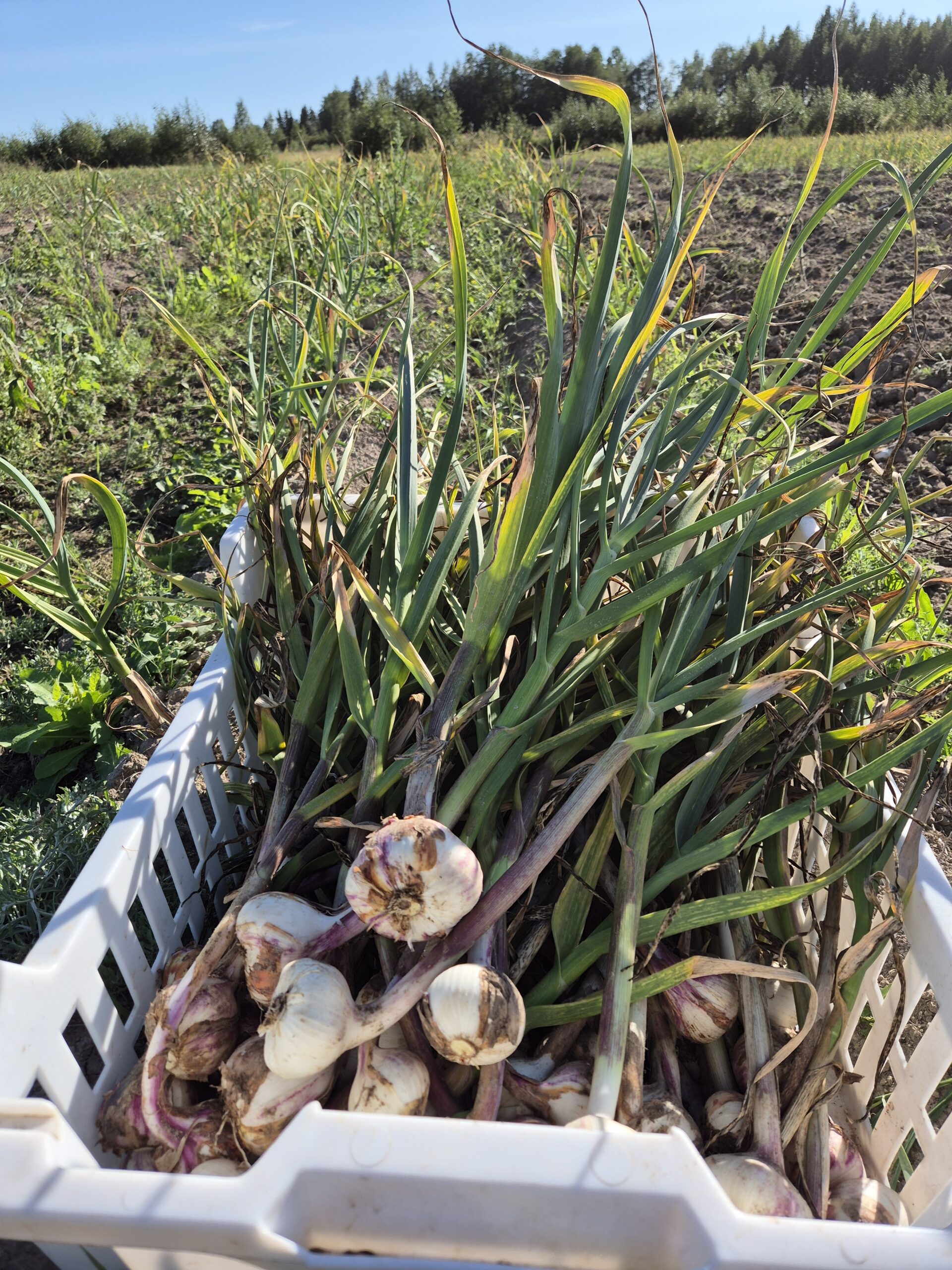 valkosipuli; valkosipulijauhe; mausteseos; dippi;