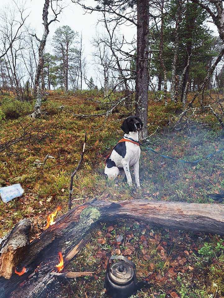 Metsästyskoira