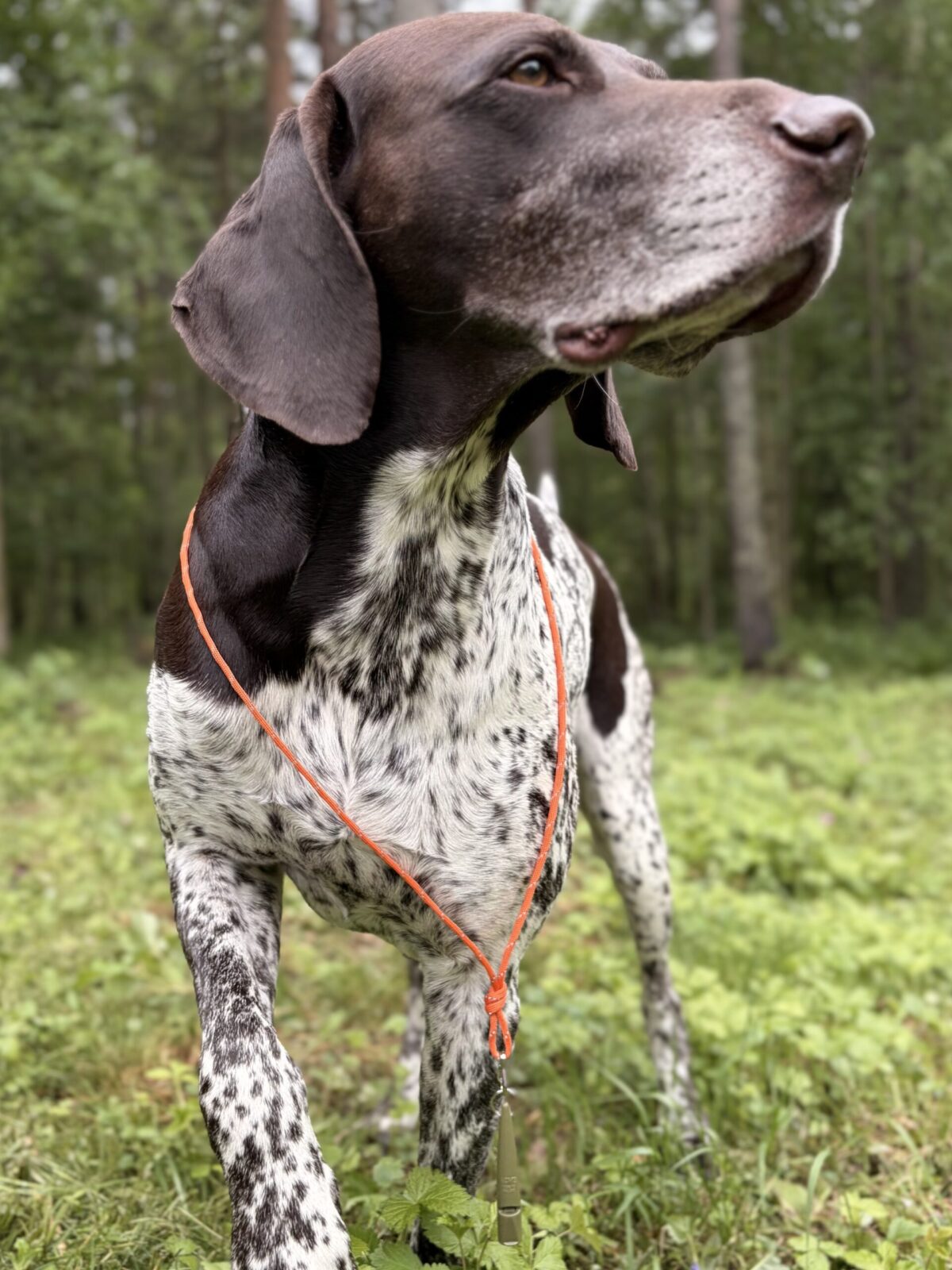 Heijastava Louven Pets pillinaru koiran koulutuspilliin. Kirkkaan oranssi Paracord-naru parantaa näkyvyyttä maastossa ja hämärässä liikuttaessa. Valmistettu käsityönä Rovaniemellä.