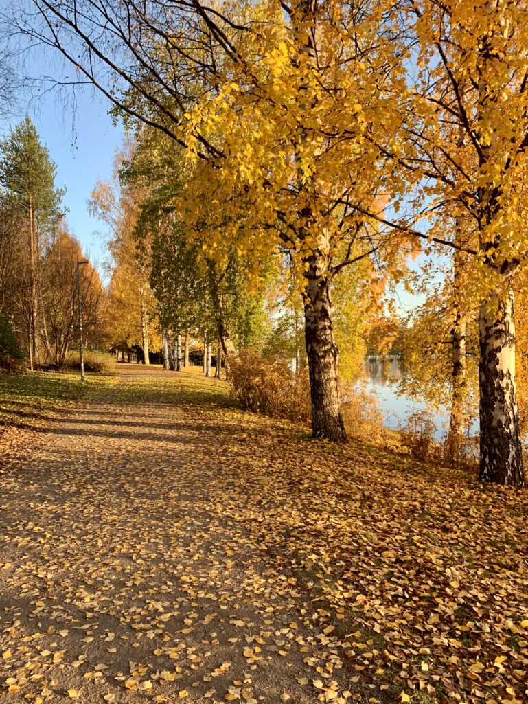 Lapin ruska Rovaniemellä