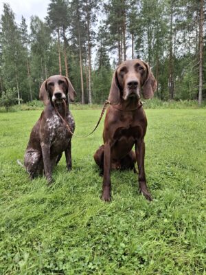 Kotimainen käsityönä valmistettu kestävä näyttelytalutin