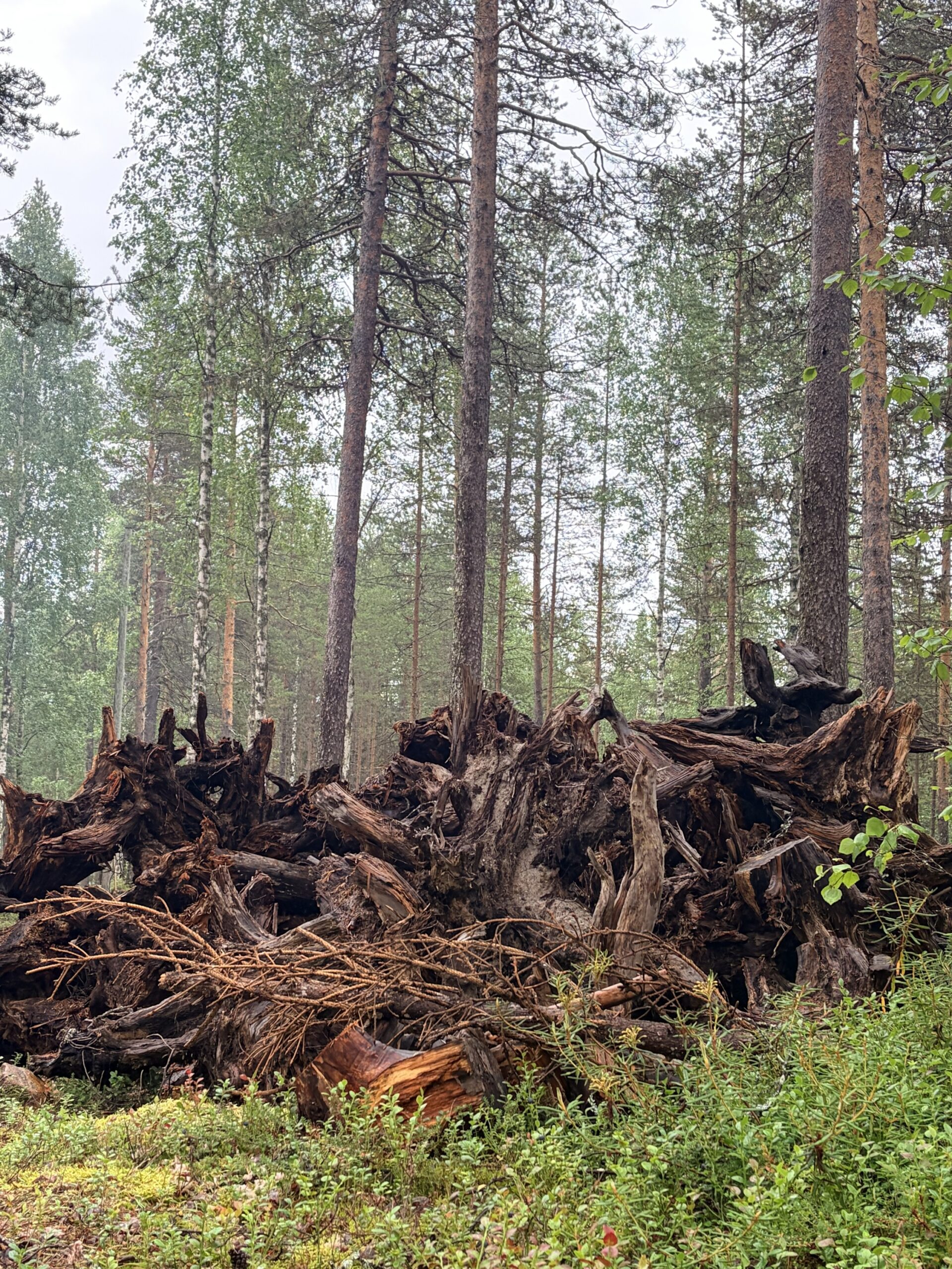 Louven Tervatontun Huoltoterva - Image 4
